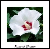 rose of sharon